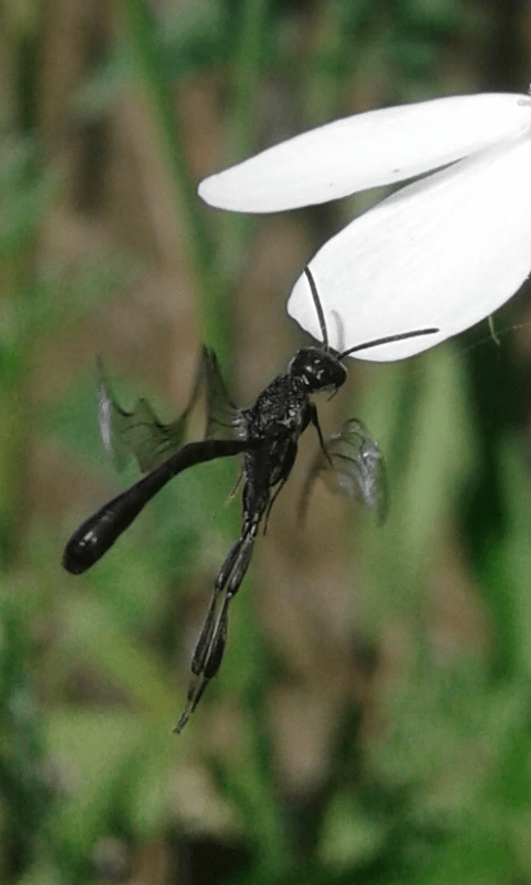 Gasteruption sp. (Gasteruptiidae)?  S, maschio